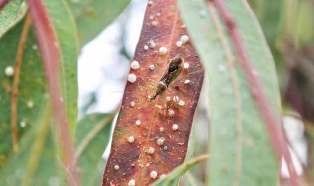 Bari, a rischio i maestosi eucalipti di Picone: Attaccati da un insetto alieno